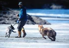 Parks Canada keeps Long Beach dog ban to Green Point Rocks — Chek News