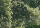 White House Bees Swarm North Lawn After New Colonies Added