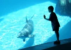 SeaWorld offers up to 55% off Seaworld Orlando tickets through May 17
