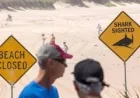 Great White Shark Kills 38-Year-Old Near Rottnest Island