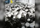 Commerce backs 1.62% to 4.97% Canadian Mushroom Us Tariffs