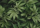 Scientists Advance Hemp-Derived Plastic for Plastic Pollution Alternatives