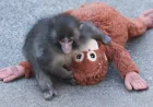 2 US nationals arrested after Punch The Monkey zoo stunt in Ichikawa