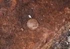Andrew Baines links six finds to Hms Victory Mast Coins