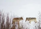 Wyoming Game And Fish cuts 2026 wolf cap to 22 in Yellowstone area