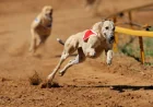 Dr Rebekah Eyers Pushes Greyhound Ban After 1,064 Injuries in SA