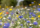 Aberdeen Pollen Count Shows Moderate Levels on Saturday, May 23