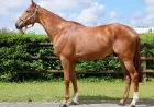 Dan Skelton Spends €500,000 On Isaac Of York And £360,000 Kaiser Ball