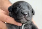 Marina Livery watches Athena grow into giant dog in 5 months — The Dodo