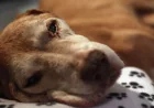 Glynis Frederiksen urges vaccinations as Everett sees parvo spike