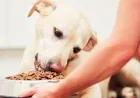 Allprovide recalls 1,500 pounds of Pet Food over plastic risk