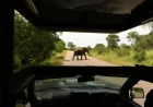 Kera Johnson Filmed Safari Jeep Elephant Charge in Yala