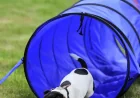 Highfield House postpones Sunday May 25 dog show — Swindon Weather