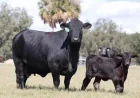 Lettelier Brangus says Lightning killed 5 cattle in Marion County