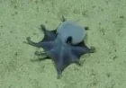 Scientists identify tiny Octopus near Darwin Island in 2015 find
