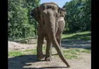 Bronx Zoo euthanizes Elephant Happy at 55 years old