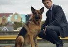 John Reardon Returns to Hudson & Rex for Season 9