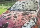 John Atkinson Slurry Covers Dozens of Cars Near Rydal Water