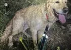 Swanage Coastguard aids Tilly after 120ft fall — Swanage Dog Cliff Rescue