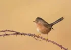 RSPB records 264 Dartford Warbler pairs across 14 sites