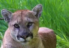 Santa Monica Police Respond to Mountain Lion Santa Monica Backyard Sighting