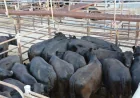 Cattle markets surge after rain in NSW and Queensland
