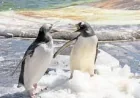 Marwell Zoo uses frozen blood ice blocks to cool London big cats