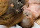 Hesty’s baby boy arrives at Denver Zoo, a conservation gain