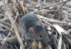 Cosgrove Says Australia Mouse Plague Farmers Face 14,000-Hectare Losses