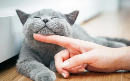 Gatineau helps 18 MRC de Papineau towns fight stray cats