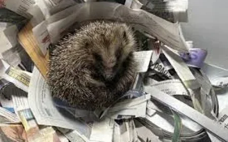 Yorkshire Water worker rescues hedgehog from Wakefield chamber