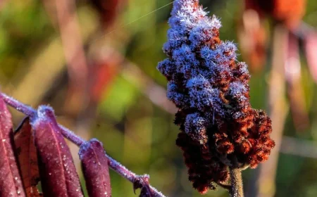Environment Canada issues Niagara frost advisory for Thursday night