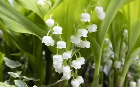 Muguet Tradition Dates to 1561, Radio France Says