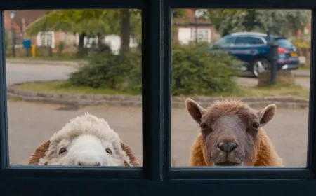 Hugh Jackman Stars as George in The Sheep Detectives
