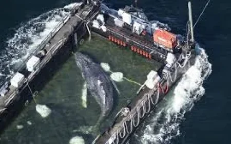 German rescuers ferry Whale out of coastal waters