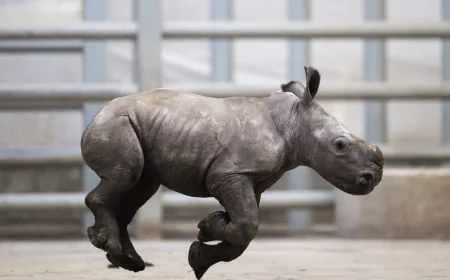 Columbus Zoo-linked The Wilds opens 2026 season with two rhino calves