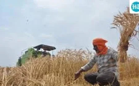 Punjab’s Green Revolution leaves 80% Cropped Area trapped