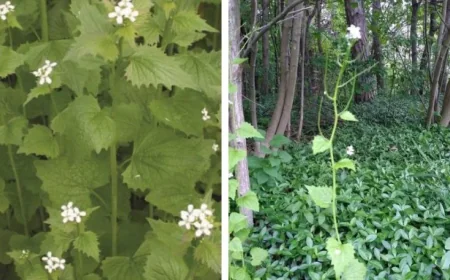 Michelle Hunter Urges Saugeen Shores Help Fight Invasive Plant