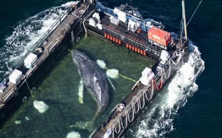 Timmy Whale released into North Sea off Denmark