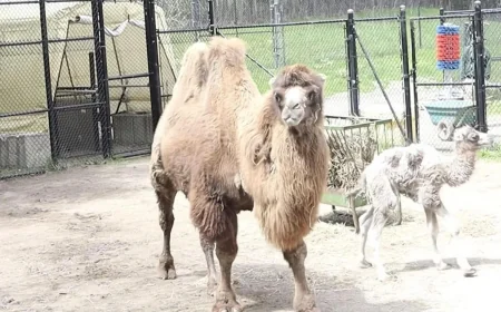 Toronto Zoo Announces Bactrian Camel Calf Born at 7:00 a.m.
