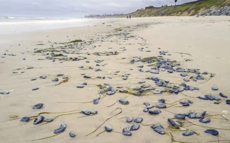 Anya Stajner Tracks By-the-wind Sailors California Coast, La Jolla Adds Reports