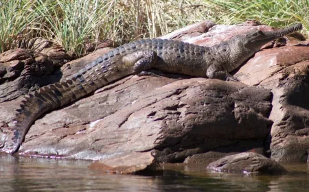 Lake Argyle crocodile bite sends 67-year-old to Royal Perth Hospital