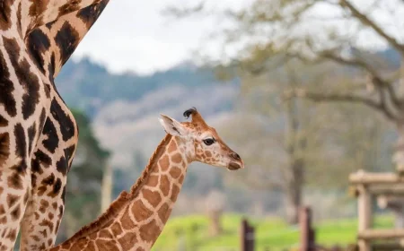 West Midlands Safari Park ranks fourth in Tripadvisor UK zoo list