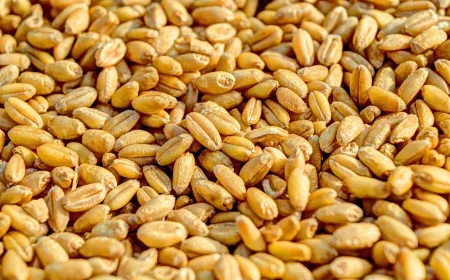 João Lourenço authorizes 342,000 sacks for Angola family farming
