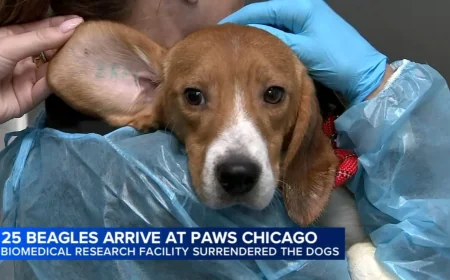 PAWS Chicago welcomes 25 beagles from Ridglan Farms Animal