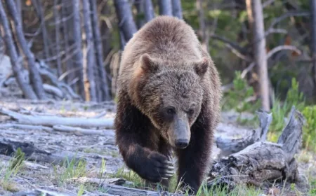 Yellowstone Bear Attack Injures 2 Hikers Near Old Faithful