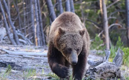 Two Hikers Injured in Bear Attack Yellowstone on Mystic Falls Trail