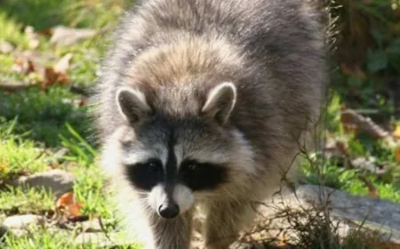 Raton Laveur atteint de la rage à Saint-Jean-sur-Richelieu