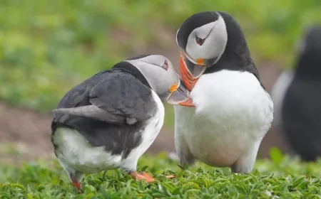 National Trust relaunches puffin cam on Farne Islands for second season