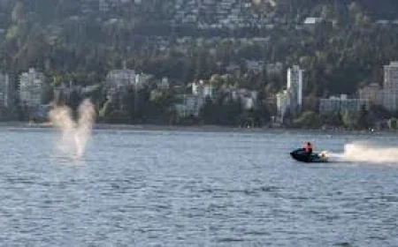 Fisheries Canada Reviews Grey Whale Jet Ski Vancouver Strike Near Stanley Park